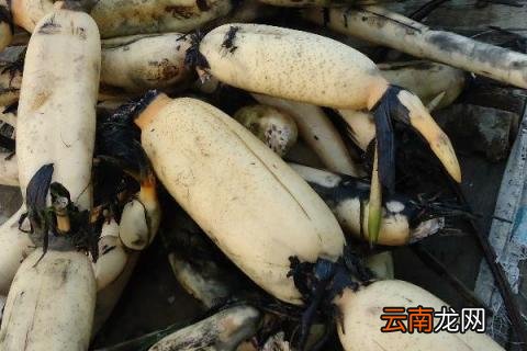 莲藕怎么种植