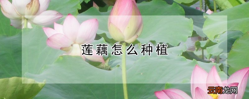 莲藕怎么种植