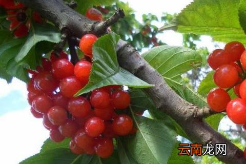 心形车厘子是什么品种