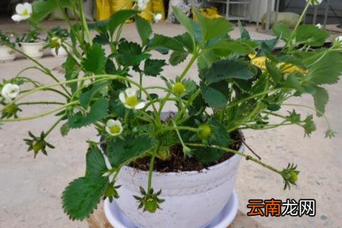 草莓叶子干枯怎么补救