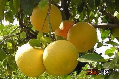 柚子施什么肥最甜