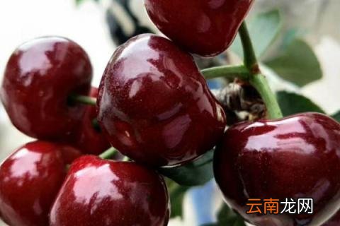 冰熊车厘子是什么品种