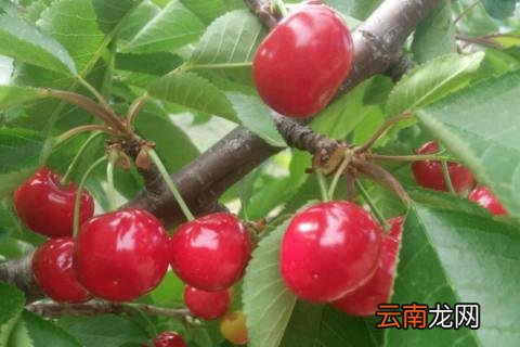 冰熊车厘子是什么品种