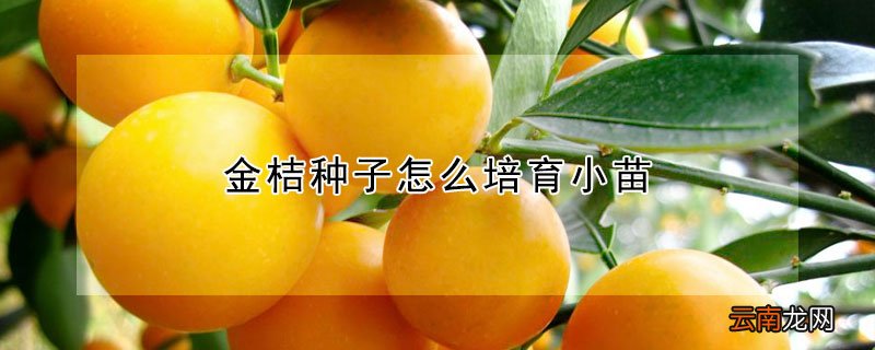 金桔种子怎么培育小苗