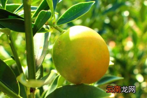 金桔种子怎么培育小苗