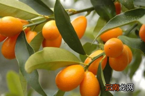 金桔种子怎么培育小苗
