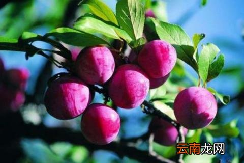 果树修枝剪方法