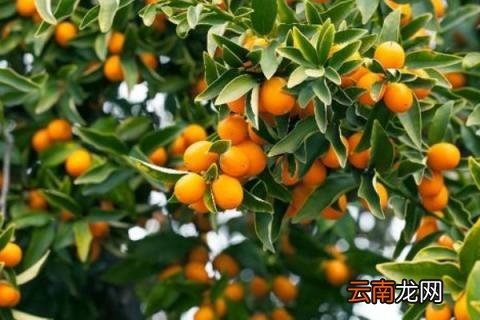 果树修枝剪方法