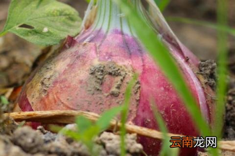一个洋葱能种出几个来