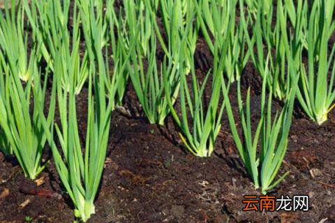 一个洋葱能种出几个来
