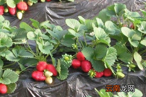 种草莓怎么种