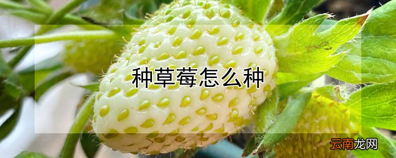 种草莓怎么种