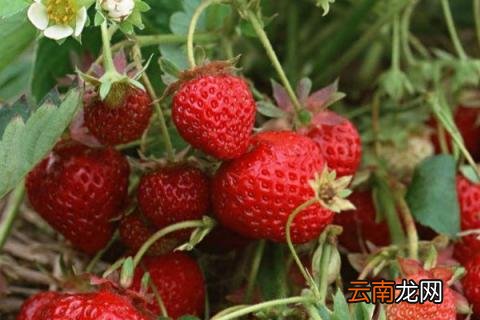 种草莓怎么种