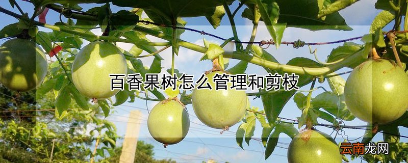百香果树怎么管理和剪枝