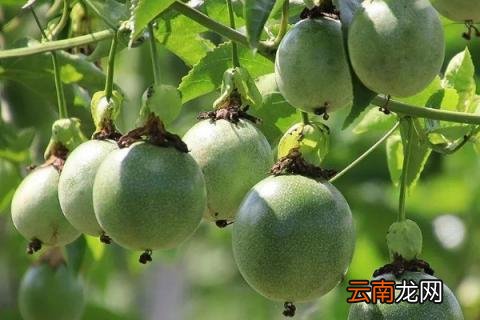 百香果树怎么管理和剪枝