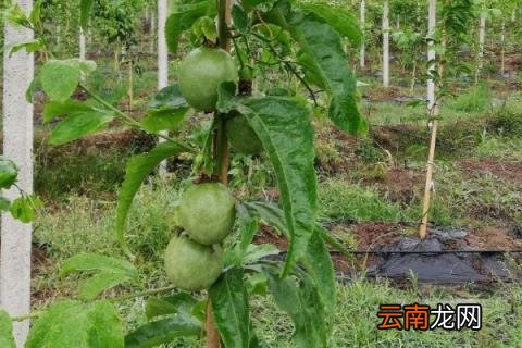 百香果树怎么管理和剪枝