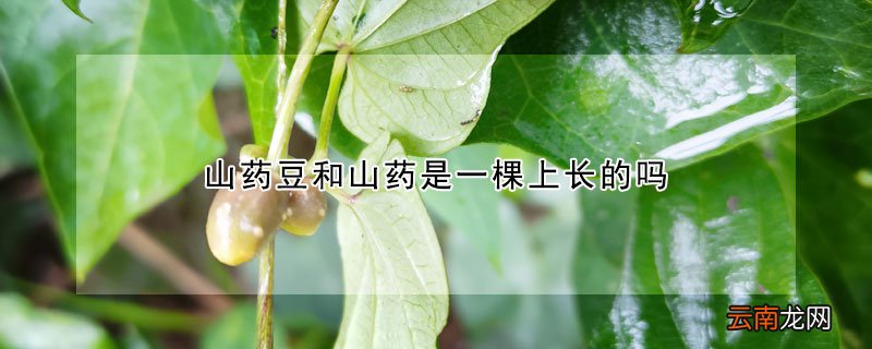 山药豆和山药是一棵上长的吗