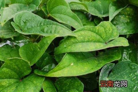 山药豆和山药是一棵上长的吗