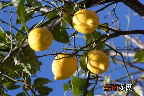 柠檬树冻了怎么办