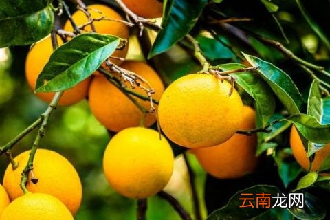 柠檬树冻了怎么办