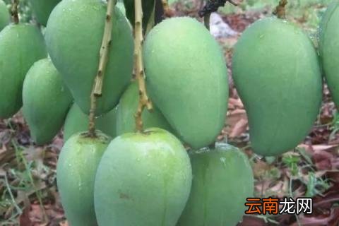 芒果树怎么修剪