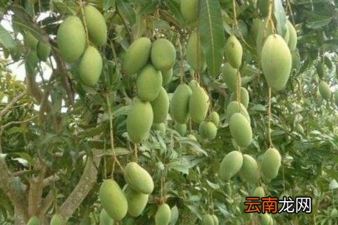 芒果树怎么修剪