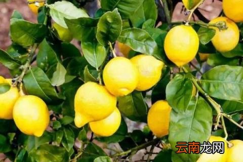 柠檬树冬天叶子掉光了