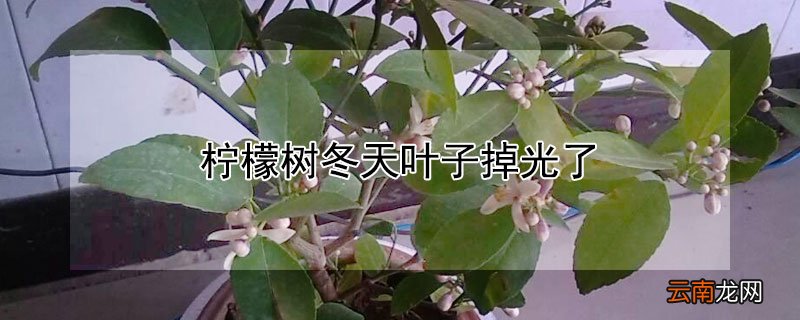 柠檬树冬天叶子掉光了