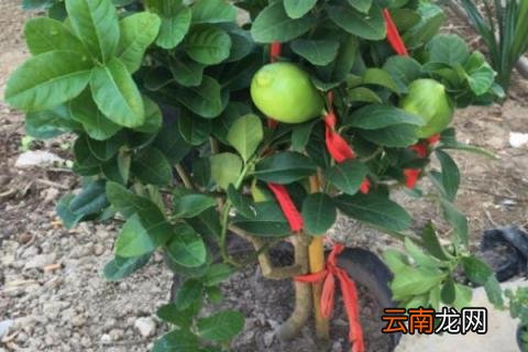 桔子树冻了还能活吗