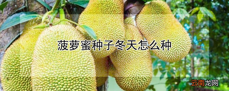 菠萝蜜种子冬天怎么种