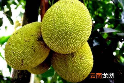 菠萝蜜种子冬天怎么种