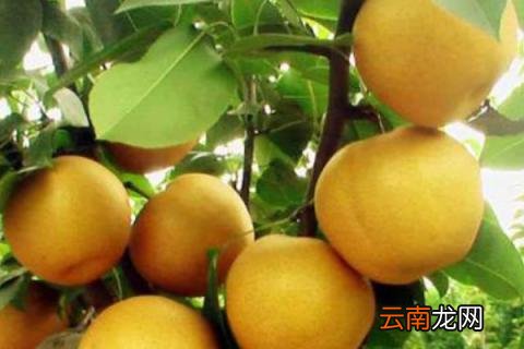 秋月梨的介绍