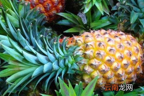 菠萝头怎么种植盆栽