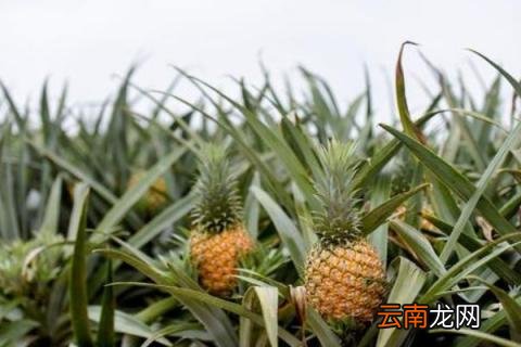菠萝头怎么种植盆栽