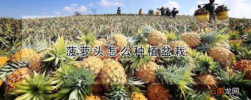菠萝头怎么种植盆栽