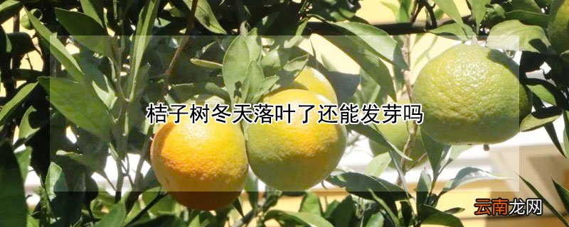 桔子树冬天落叶了还能发芽吗
