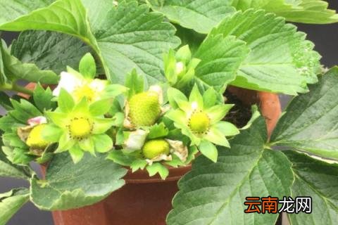 草莓种植方法