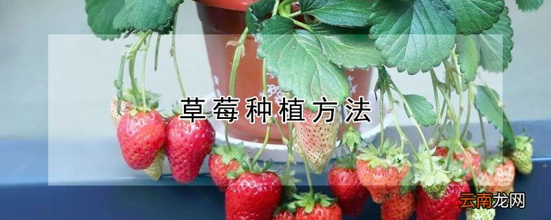 草莓种植方法