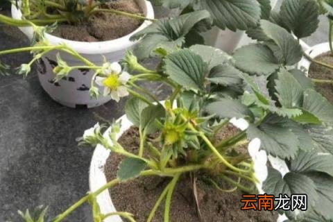 草莓种植方法