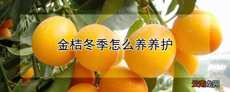 金桔冬季怎么养养护