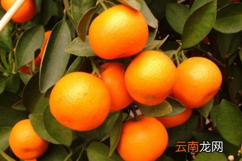 金桔冬季怎么养养护