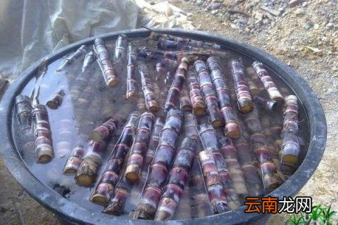 甘蔗种子怎么催芽