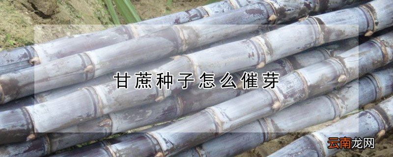 甘蔗种子怎么催芽