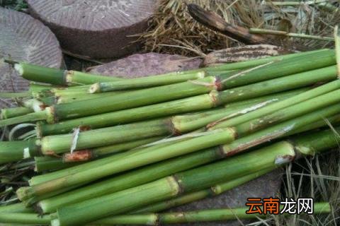 甘蔗种子怎么催芽