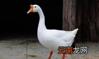 大鹅怎么叫 大鹅的叫声