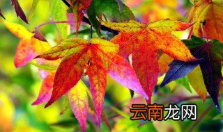 枫树叶的作用 关于枫叶是什么样子的
