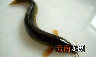 泥鳅头为什么不能吃 死泥鳅吃了有什么危害