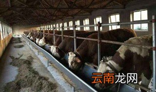 牛吃油能上膘吗 给大家介绍这些内容
