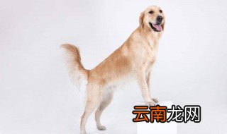 怎样给狗狗剃脚毛 怎样给狗狗剪脚底毛