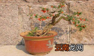 枸杞盆景制作方法 以及养护技巧